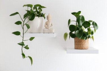 Piante pensili da interno per decorare la casa