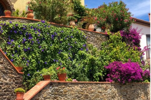 Rivestire i giardini con 5 le migliori piante decorative