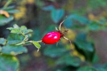 Come coltivare la rosa canina a casa