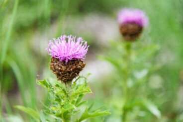 Turkesterone per aumentare la massa muscolare: benefici e come assumerlo