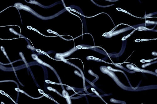 Necrozoospermia: tra le cause di morte degli spermatozoi
