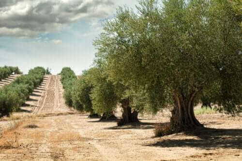 11 tipi di olivo e le loro caratteristiche.