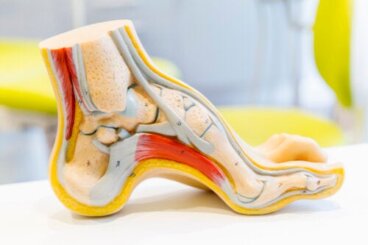 Anatomia del piede e problemi comuni