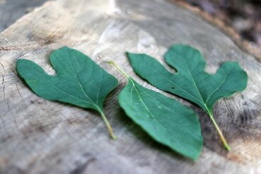 Tè di sassofrasso: cosa bisogna sapere prima di provarlo