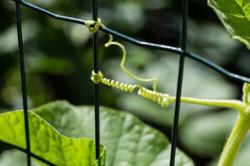 Rendere stabile il rampicante