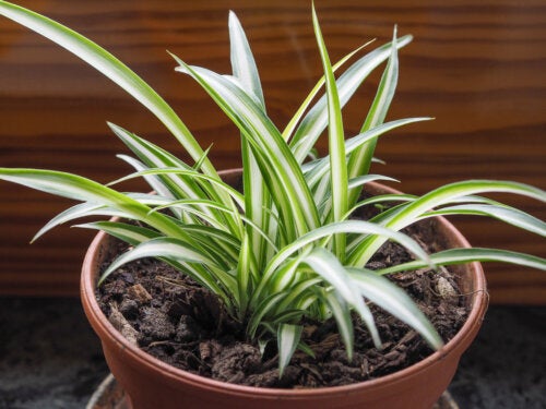 Falangio: una pianta per purificare l'aria in casa