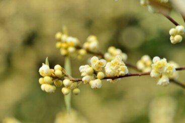 Olio essenziale di Litsea cubeba: proprietà e per cosa usarlo