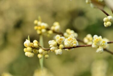 Olio essenziale di Litsea cubeba: proprietà e per cosa usarlo