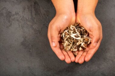 Antinutrienti: cosa sono e come ti influenzano