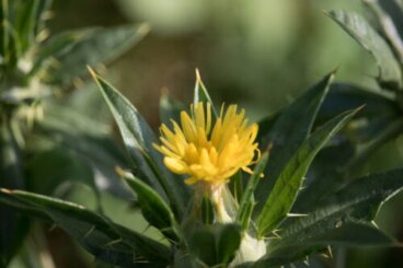 Cardo benedetto: proprietà e consigli per l'uso