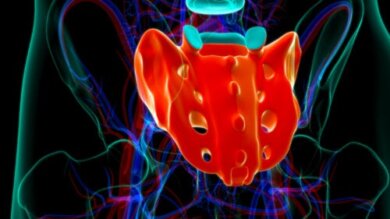 Nervi sacrali: anatomia e caratteristiche