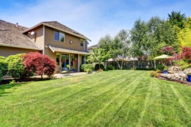 I migliori alberi da piantare in un piccolo giardino