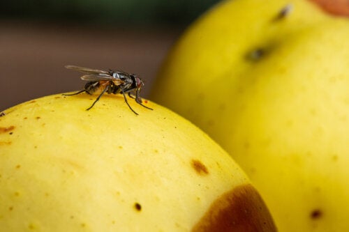 7 consigli per eliminare i moscerini della frutta