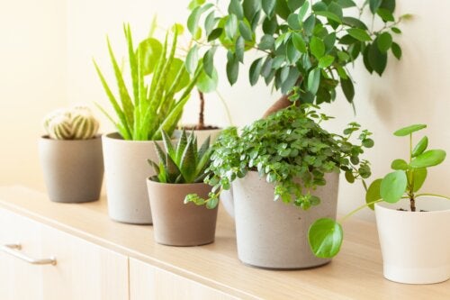 8 piante portafortuna secondo il Feng Shui