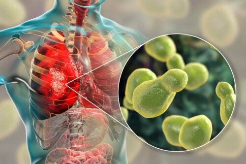 I 4 funghi patogeni più pericolosi per la salute secondo l'OMS