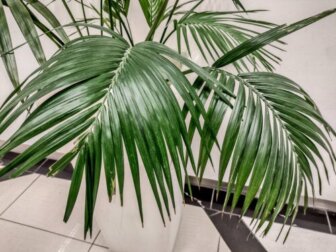 Palma Kentia: una pianta d'appartamento grande ed elegante