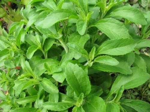 Come fare la marmellata con la stevia: facile e salutare