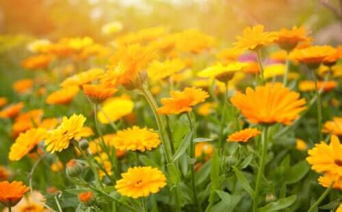 Calendule in autunno.