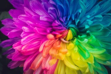 Come cambiare il colore dei fiori? Ecco i trucchi da provare a casa