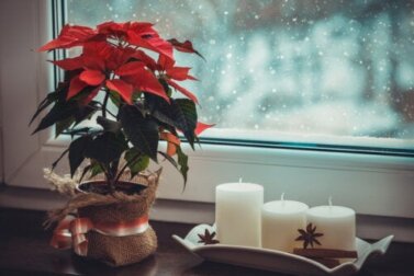Come inserire le piante nella decorazione natalizia?