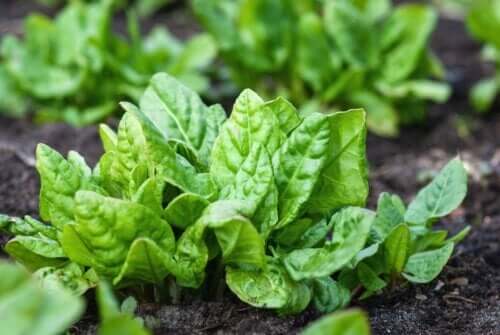 Irrigazione capillare: cos'è e quali sono i suoi vantaggi