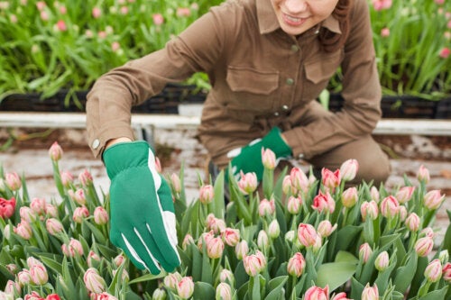 Come piantare e prendersi cura dei tulipani