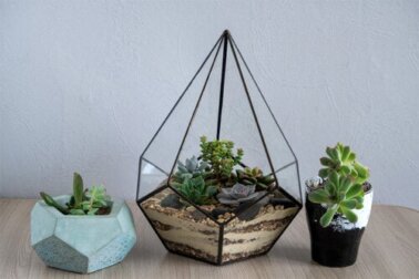 6 piante grasse per decorare gli spazi interni: la nostra selezione