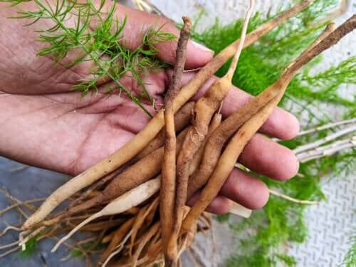 Shatavari: la pianta ayurvedica per la salute delle donne