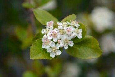 8 piante ornamentali che crescono in terreni argillosi