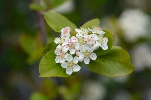 8 piante ornamentali che crescono in terreni argillosi.