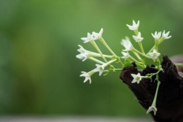 Gelsomino notturno: le cure che aiutano ed esaltare il profumo dei suoi fiori