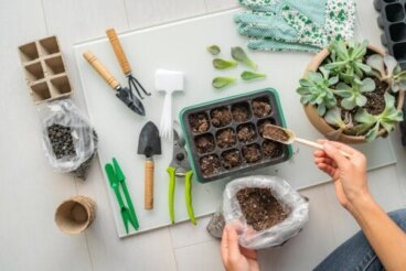 I passaggi e le specie migliori per realizzare il vostro giardino di piante grasse