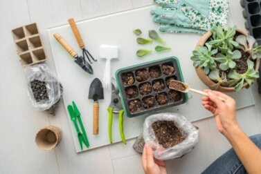 I passaggi e le specie migliori per realizzare il vostro giardino di piante grasse