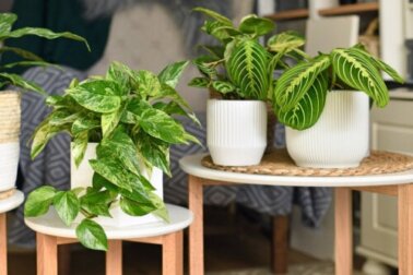 Potos o pothos, la pianta d'appartamento per eccellenza: guida facile per la sua cura