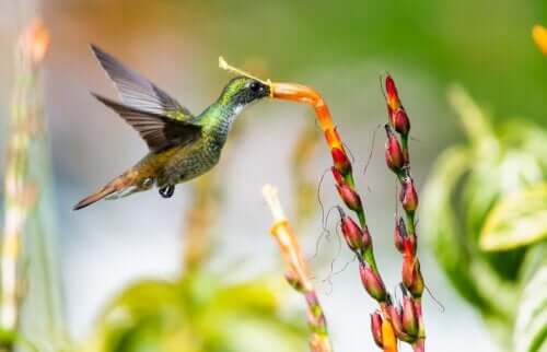 Come avere un giardino amico degli impollinatori