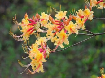 Azalee: varietà e come prendersene cura