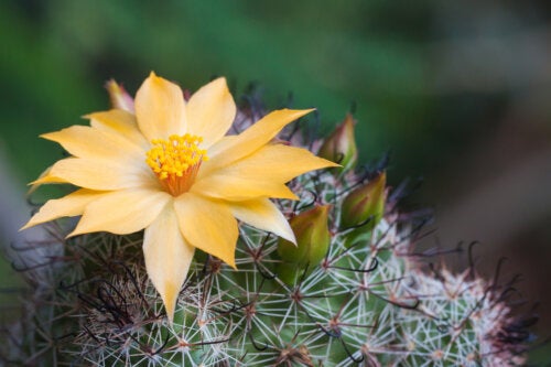 L'arte di far fiorire i cactus: 6 consigli pratici
