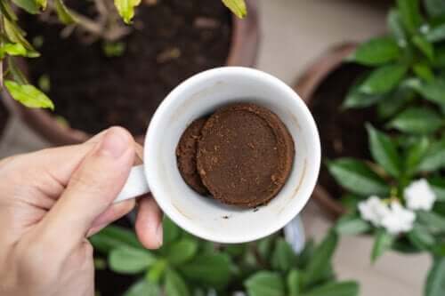 Come utilizzare i fondi di caffè per le piante e sfruttarne tutti i benefici.