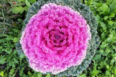 Cavolo ornamentale: cure e consigli per farlo diventare colorato