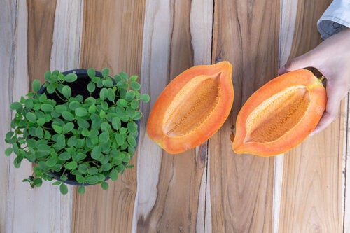Come coltivare la papaya in casa