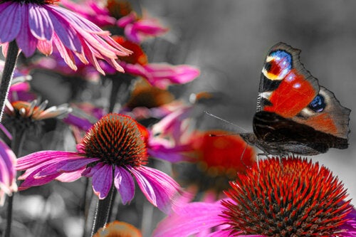 Come avere un giardino di farfalle in casa: piante, cure e altri suggerimenti