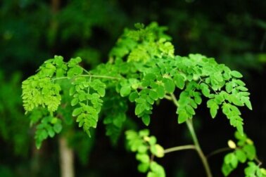 Guida alla coltivazione della moringa in casa