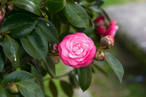 7 fiori simili alle rose da avere in giardino