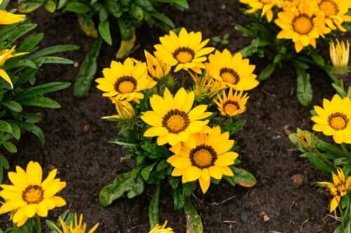 Imparate a curare la gazania per mantenerla in fiore più a lungo.