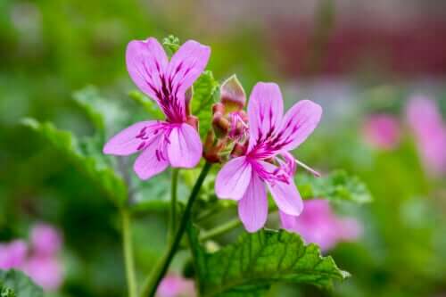 Fiore di geranio.