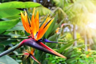 Pianta dell'uccello del paradiso: caratteristiche e cura