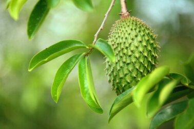 Foglie di graviola: proprietà nutrizionali, usi e preparazione