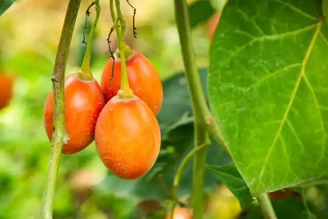 Tomatillo.