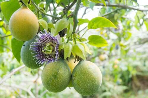 Piantare e curare la passiflora: uno dei fiori più belli per il giardino