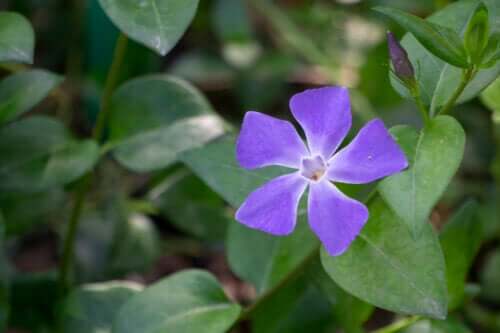 Cura della pervinca: riempite il vostro giardino di fiori questa primavera.